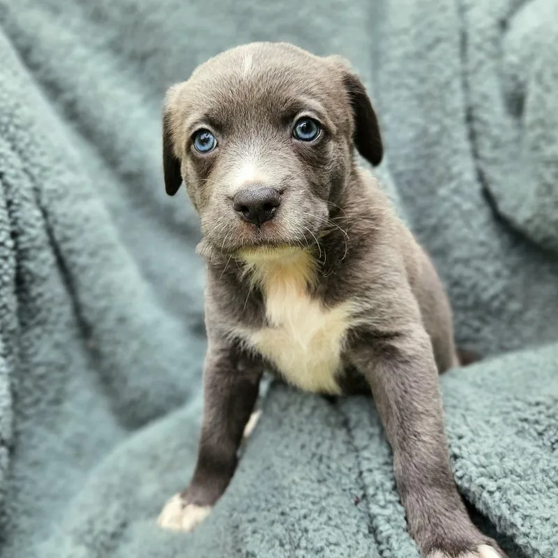 Selena Pup Abby thumbnail 2