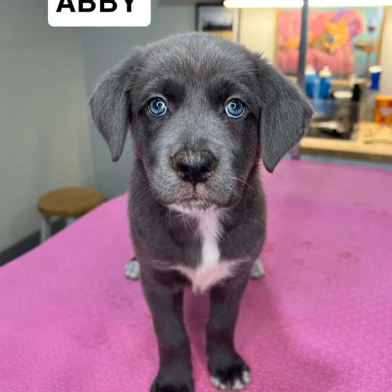 Selena Pup Abby thumbnail 4