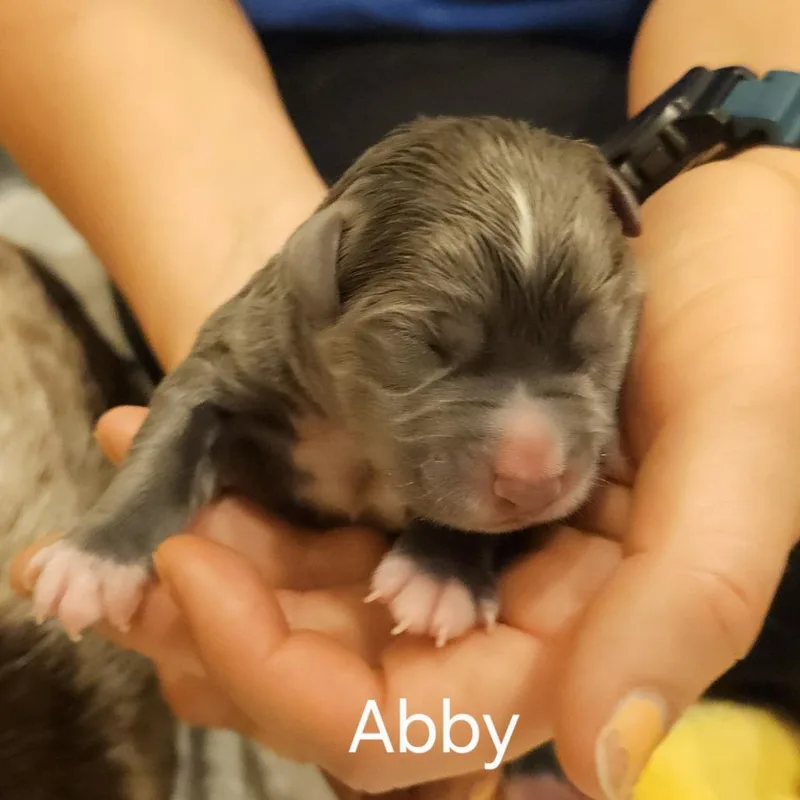 Selena Pup Abby thumbnail 5