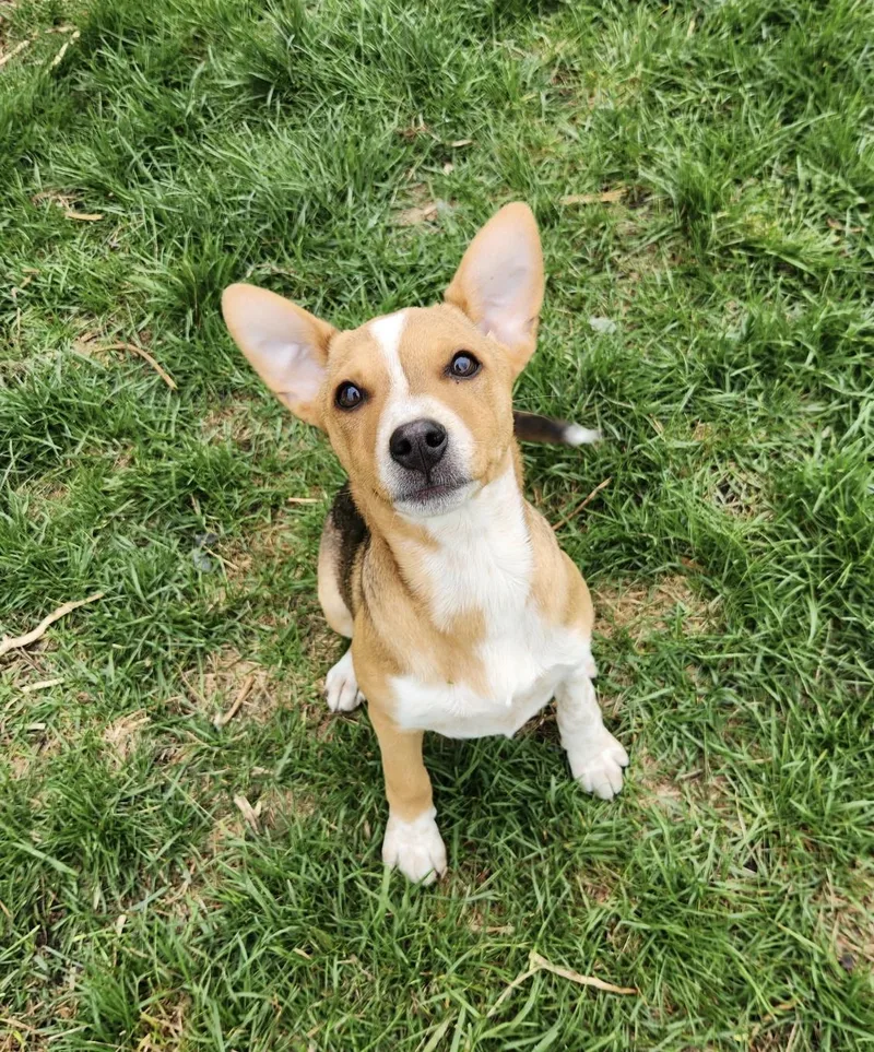 A baby medium-sized female Feist dog named Simone for adoption in Oswego, IL