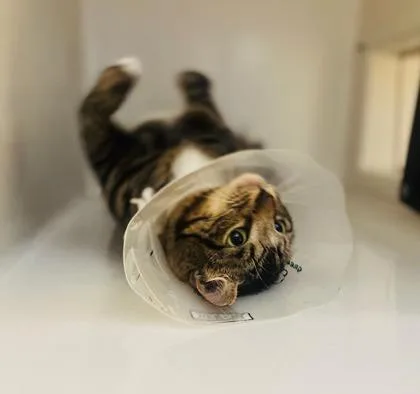 Frankie thumbnail 3