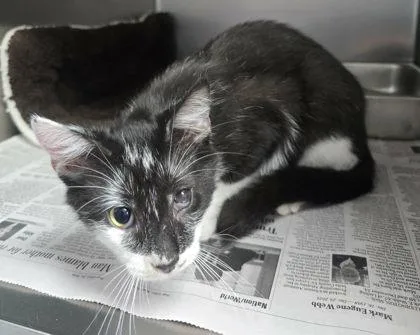 A young medium-sized female Black & White / Tuxedo Domestic Short Hair cat named Joplin for adoption in Sullivan, IN