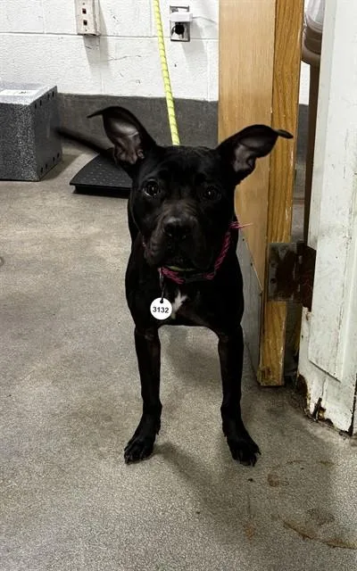 An adult medium-sized female Staffordshire Bull Terrier dog named Sandy for adoption in Upper Marlboro, MD