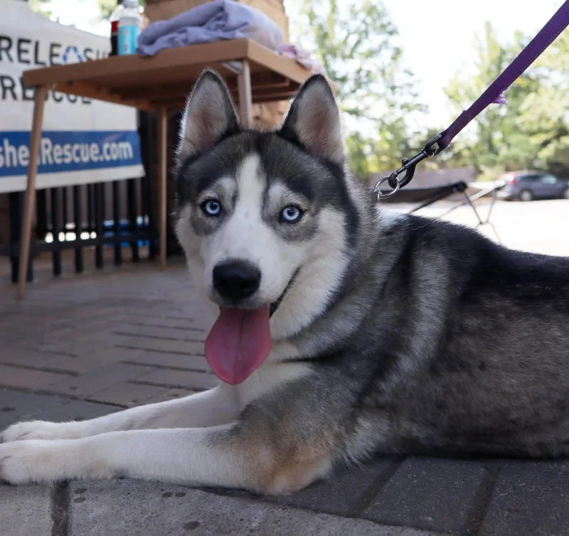 An adult medium-sized female Siberian Husky dog named Mika for adoption in Cumming, GA