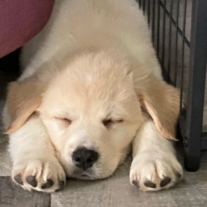 A baby large-sized male Great Pyrenees dog named Rocky for adoption in Midland, MI