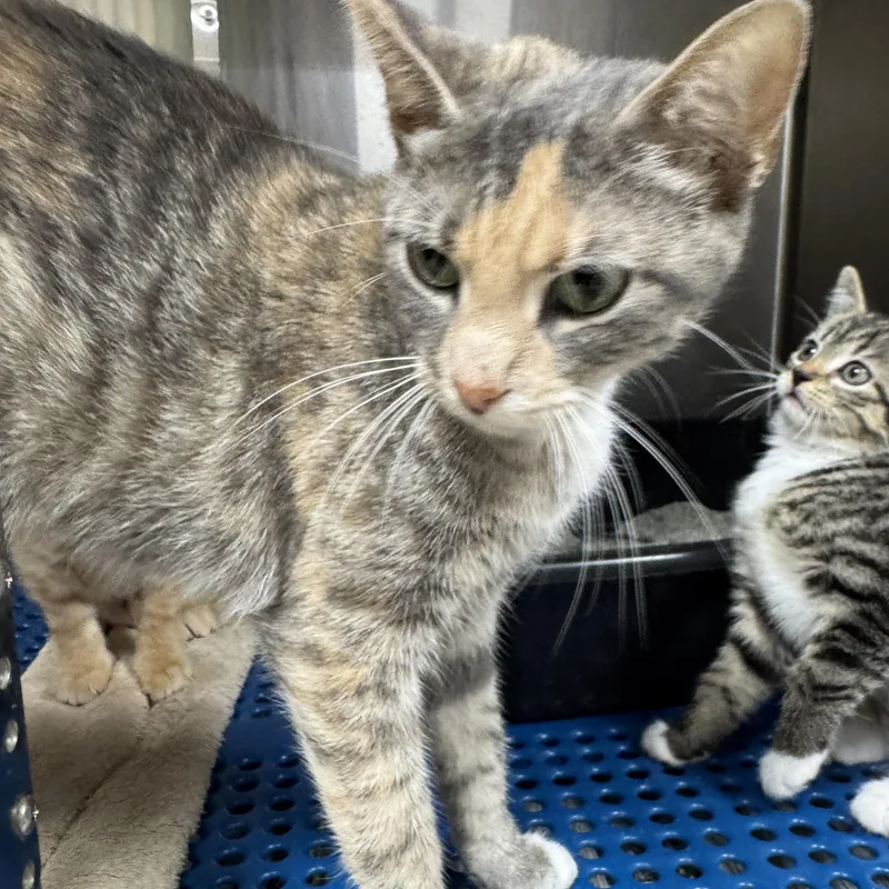 An adult medium-sized female Domestic Short Hair cat named Maleficent for adoption in Breese, IL