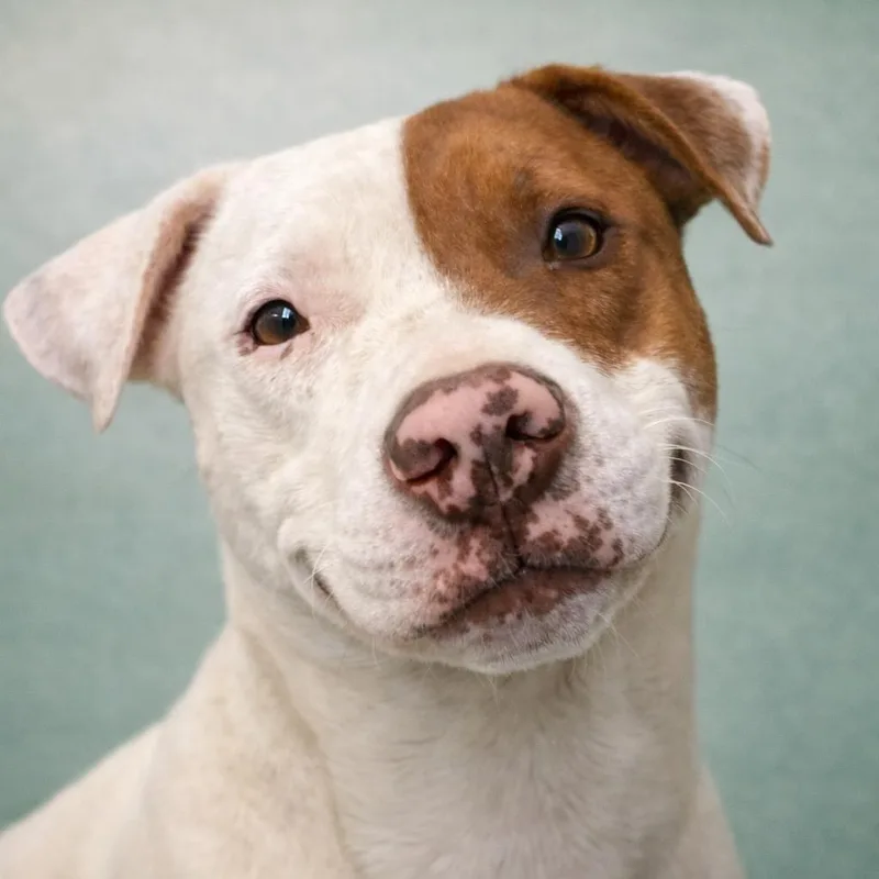 An adult large-sized male Mixed Breed dog named Patrick for adoption in Corbin, KY