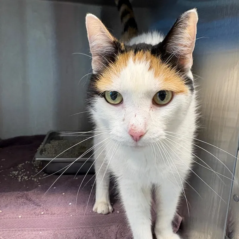 An adult medium-sized female White Domestic Short Hair cat named Suzy for adoption in Englewood, FL