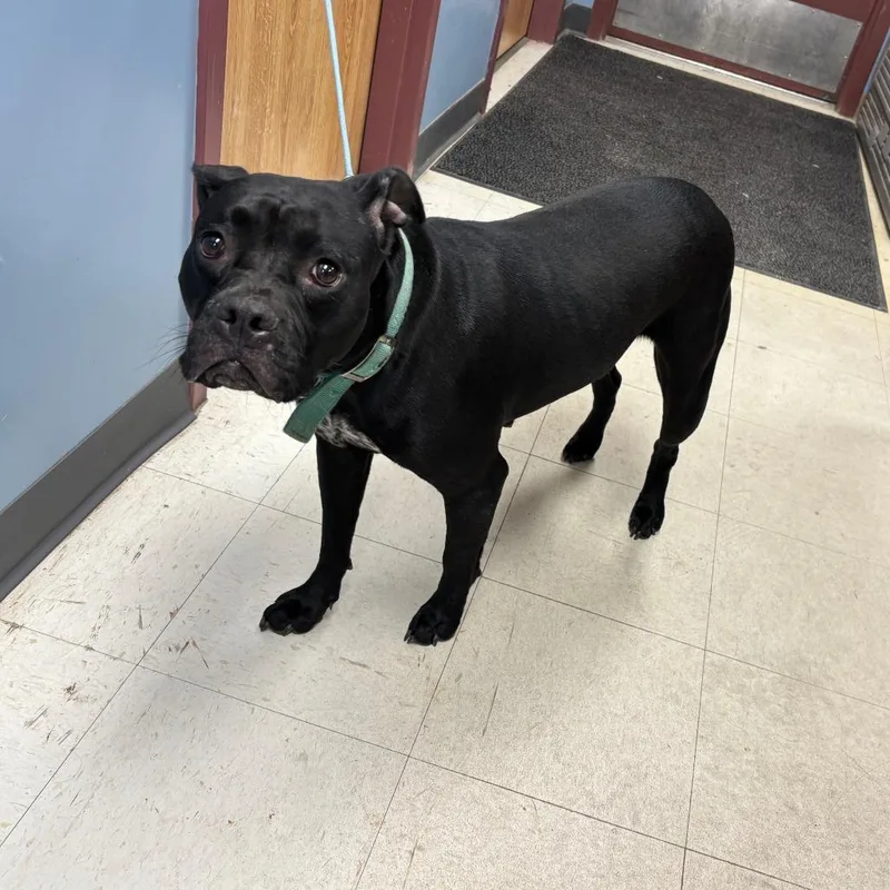 An adult medium-sized female Black Pit Bull Terrier dog named Tajin for adoption in St Joseph, MO