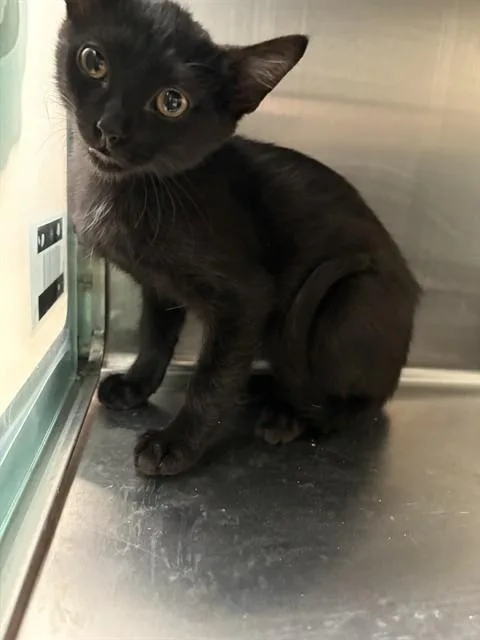 A baby small-sized male Domestic Short Hair cat named Carolina Reaper for adoption in Pueblo, CO
