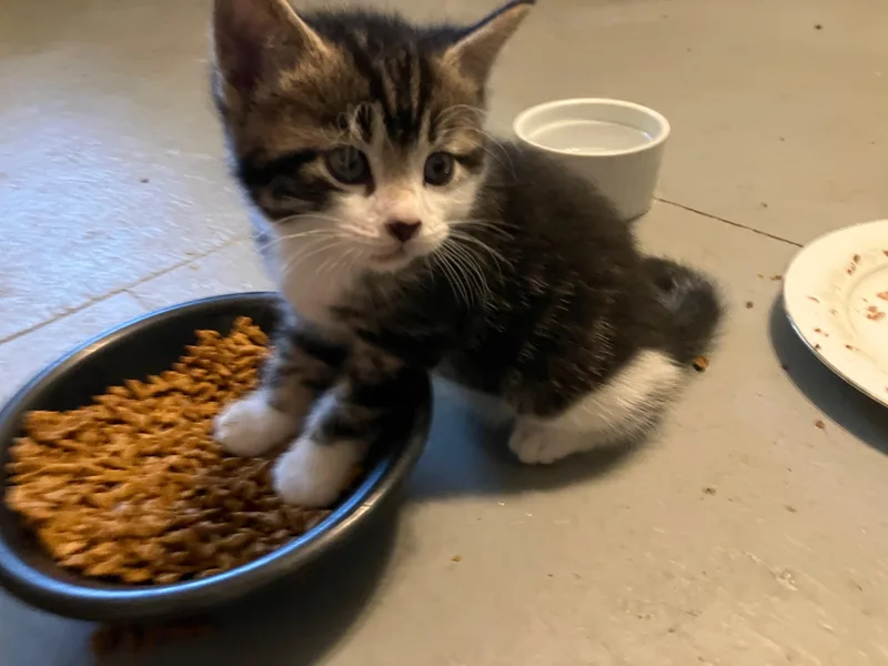 A baby medium-sized male Black & White / Tuxedo American Shorthair cat named Esquire and Dandelion for adoption in Springfield, MA