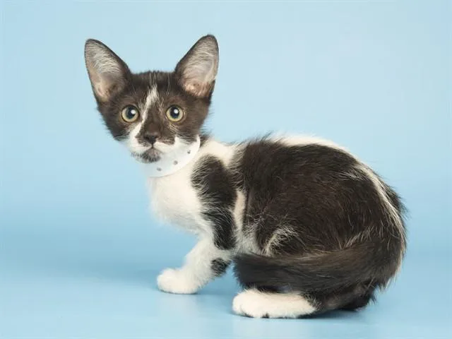 A baby small-sized male Domestic Short Hair cat named Jeans for adoption in Phoenix, AZ