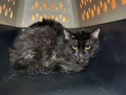 An adult medium-sized male Black Domestic Medium Hair cat named Illegal Yogurt for adoption in Kansas City, MO