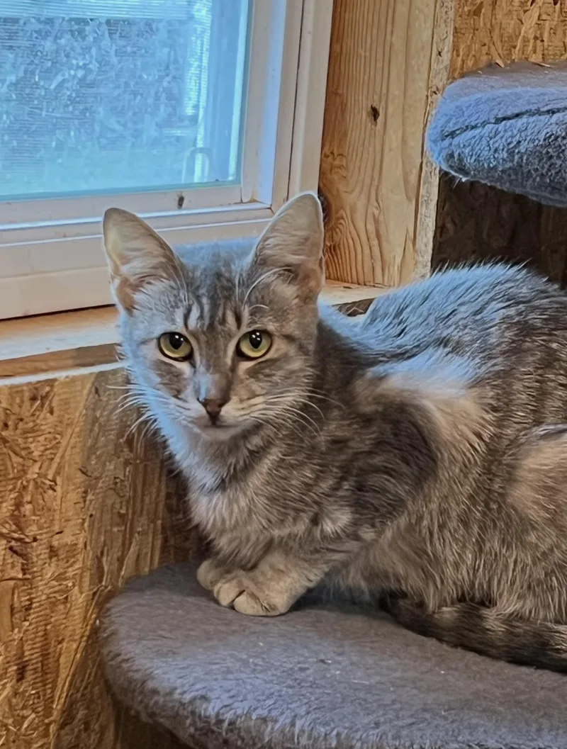 A young small-sized female Domestic Short Hair cat named Brenda for adoption in Sneads Ferry, NC