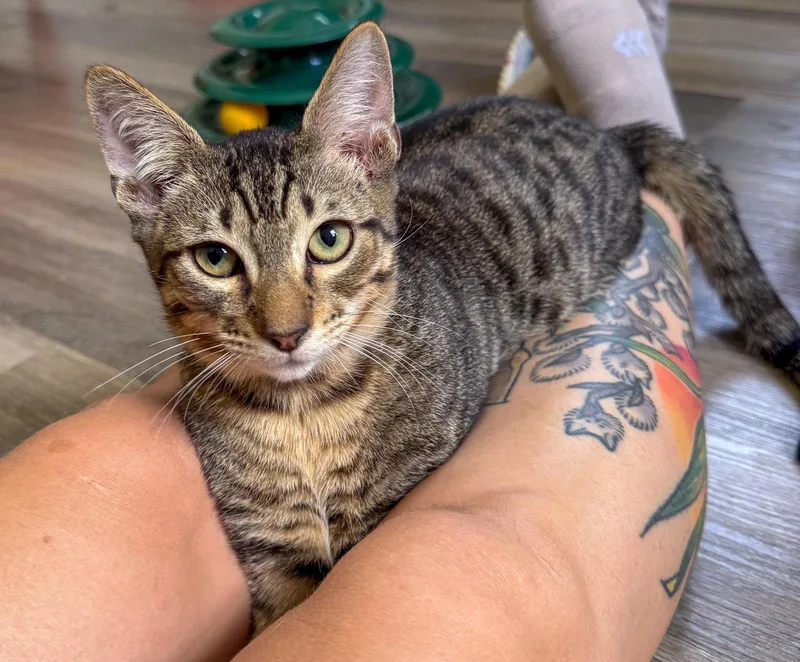 A baby medium-sized male Domestic Short Hair cat named Phoenix for adoption in Lighthouse Point, FL