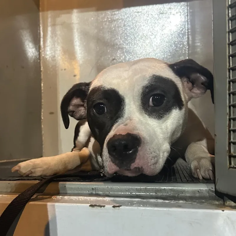 A young medium-sized female Black Pit Bull Terrier dog named Jubileena for adoption in Newark, NJ