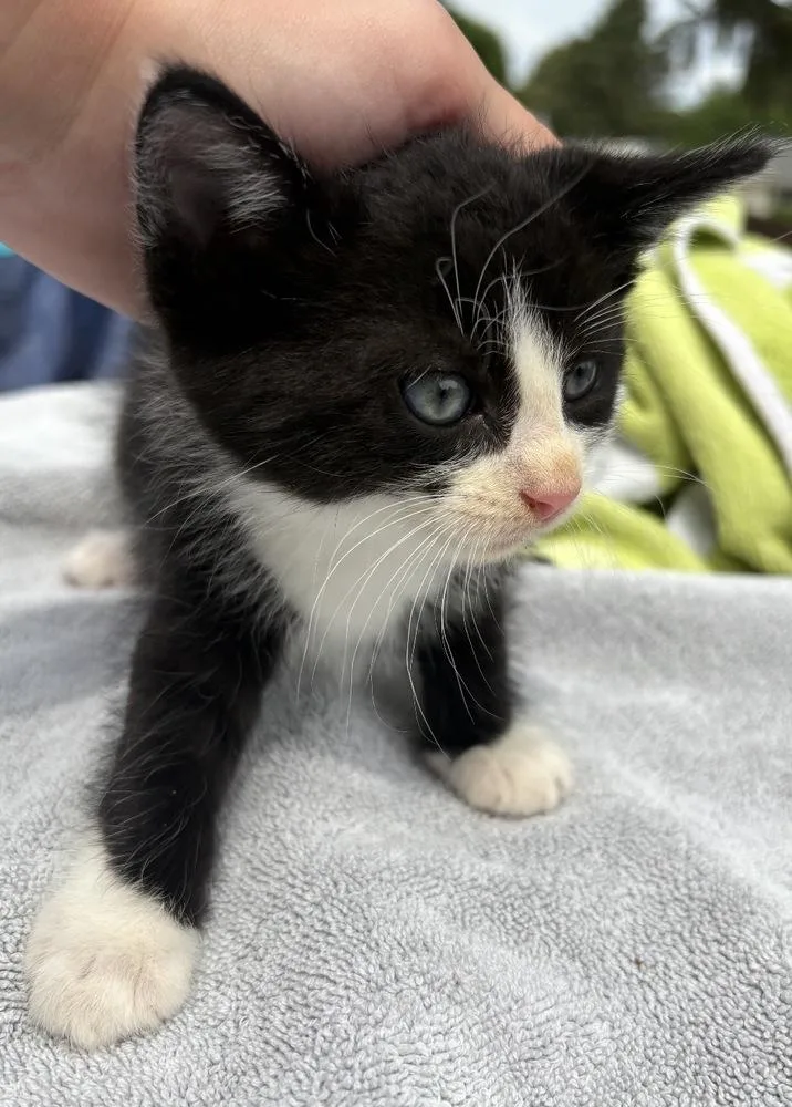 A baby small-sized male Black & White / Tuxedo Domestic Short Hair cat named Biscuit Ott for adoption in Poplar Grove, IL