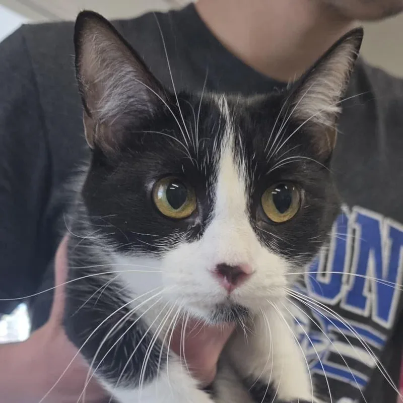 A young small-sized female Domestic Short Hair cat named Magpie for adoption in Kingman, KS