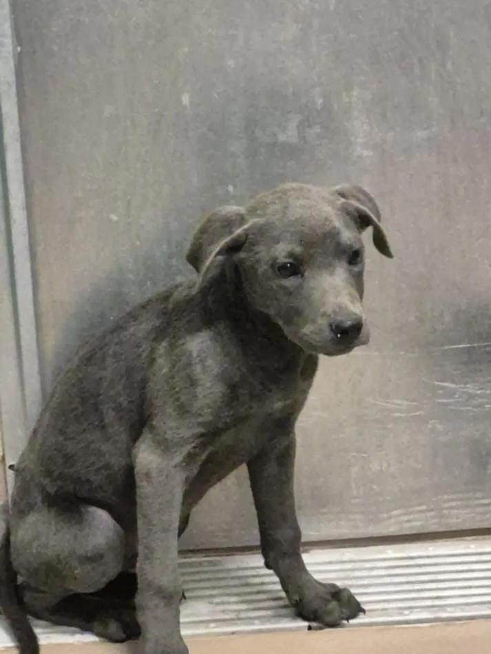A baby small-sized male Pit Bull Terrier dog named Buzz Lightyear for adoption in Texas City, TX