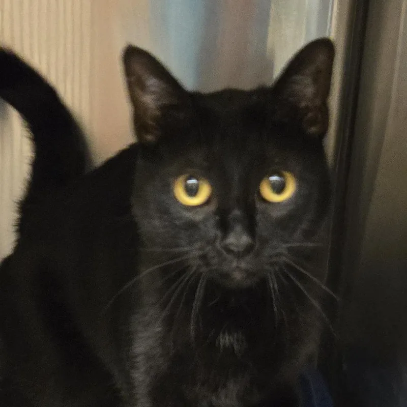 An adult medium-sized female Black Domestic Short Hair cat named Willow for adoption in Wickenburg, AZ