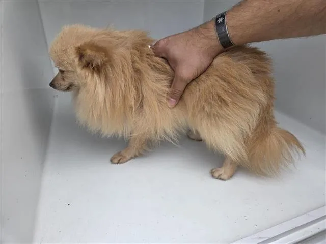 An adult small-sized male Pomeranian dog named A for adoption in Houston, TX