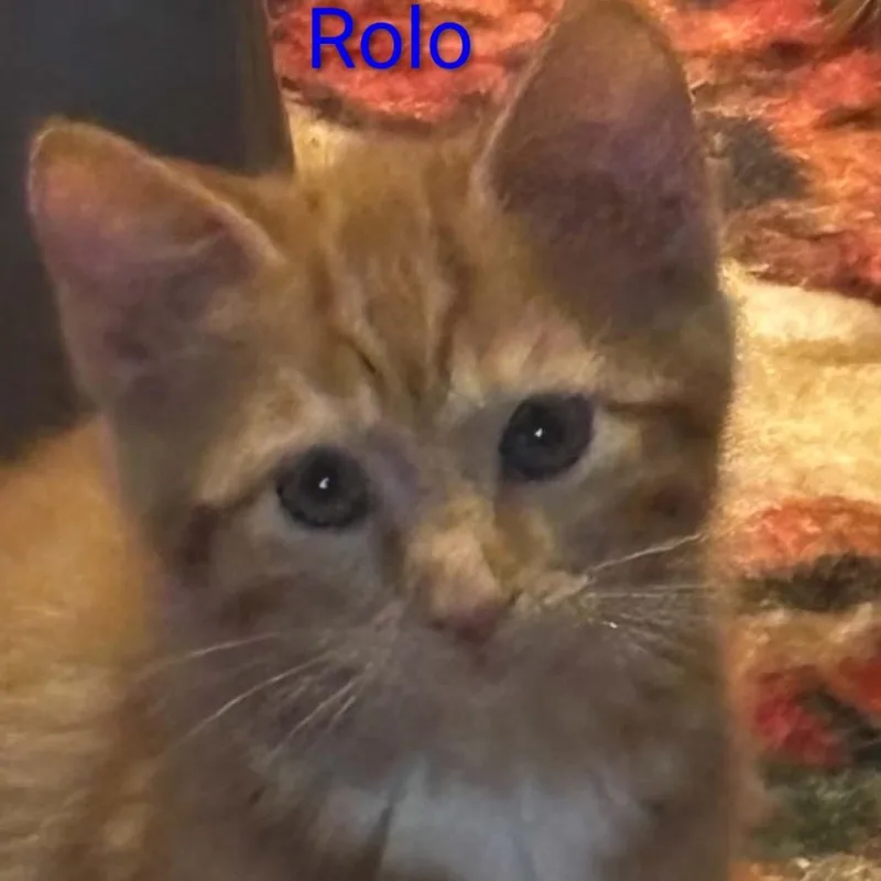 A baby small-sized male Orange / Red Domestic Short Hair cat named Rolo for adoption in Carmel, IN
