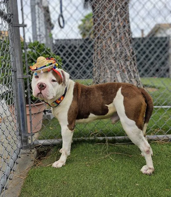 A young extra large-sized male Pit Bull Terrier dog named Moo for adoption in Downey, CA
