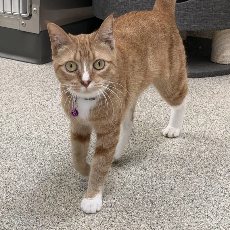 A young medium-sized female Orange & White Domestic Short Hair cat named Chloe for adoption in Charlestown, RI