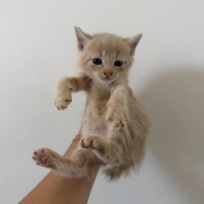 A baby medium-sized female Domestic Short Hair cat named Nugget for adoption in Chattanooga, TN