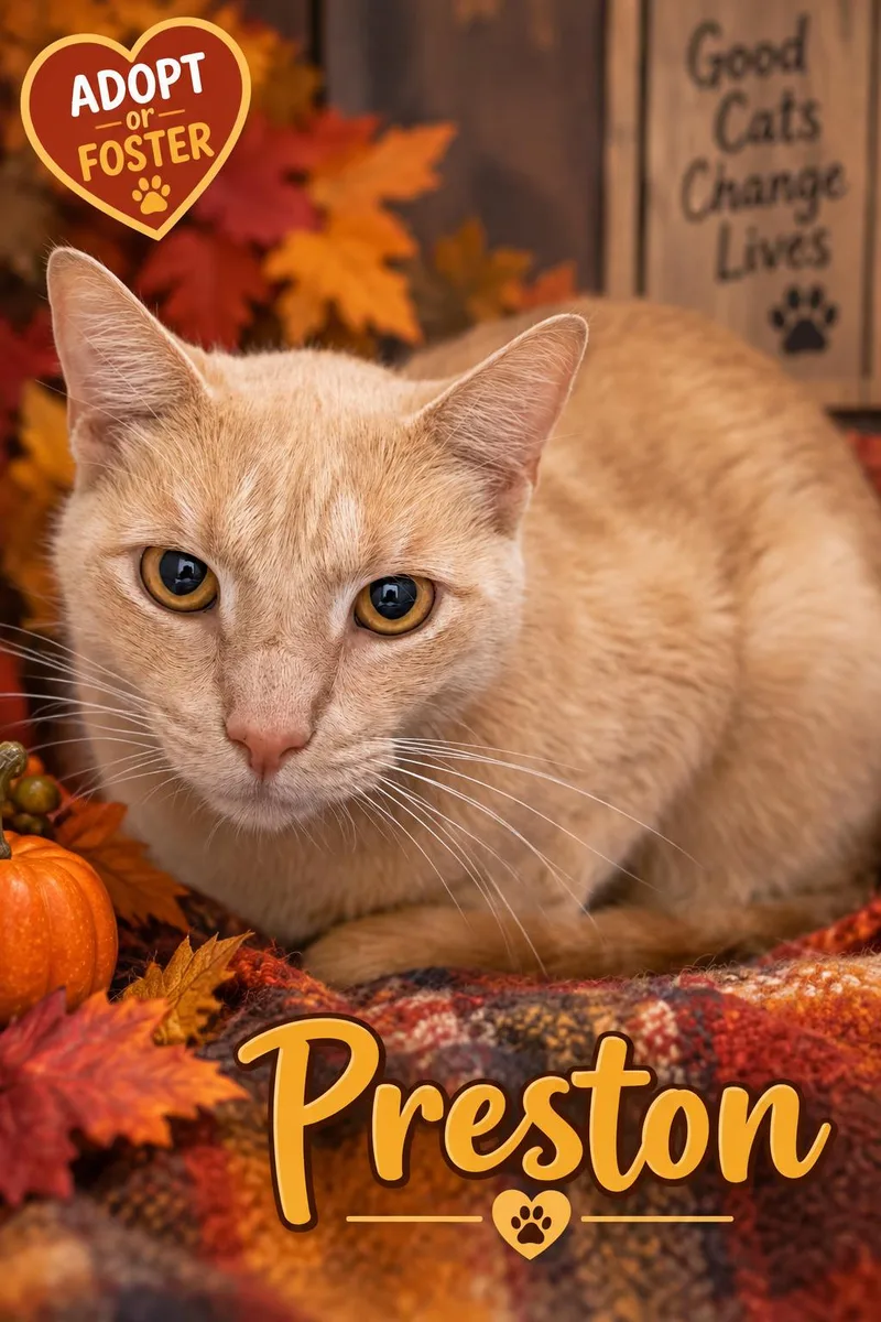 An adult medium-sized male Tabby (Buff / Tan / Fawn) Tabby cat named Preston for adoption in Greenville, DE