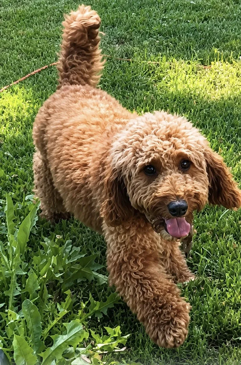 A young small-sized female Miniature Poodle dog named Roxi for adoption in YALE, SD