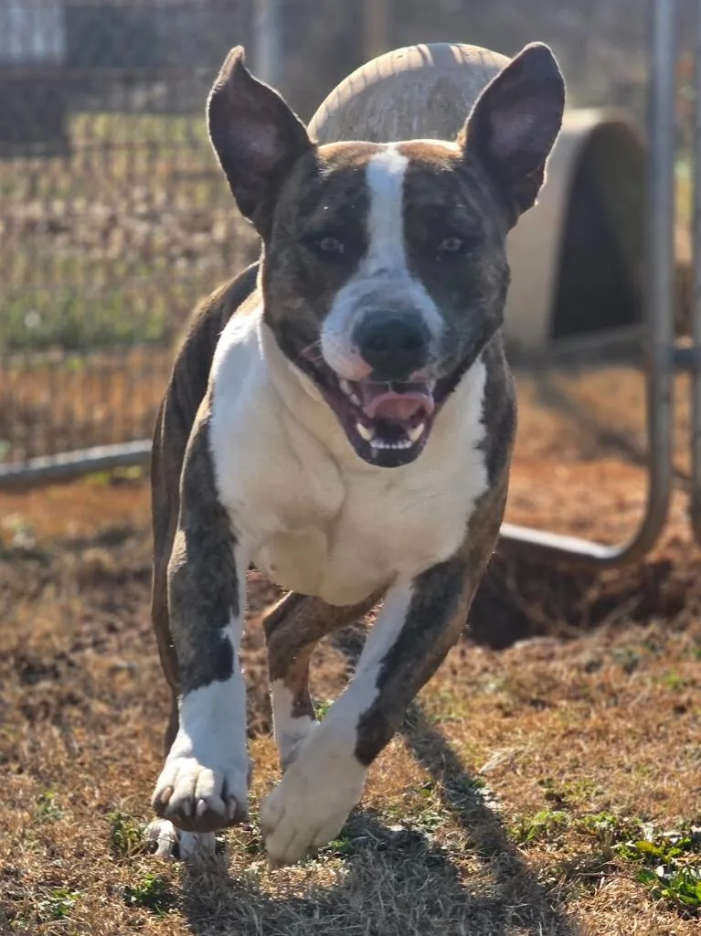 A young large-sized female Mixed Breed dog named Thelma for adoption in Lavonia, GA
