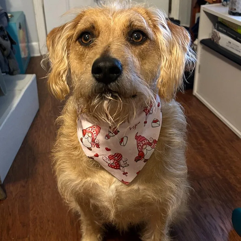 An adult medium-sized female Yellow / Tan / Blond / Fawn Mixed Breed dog named Evie for adoption in Asheville, NC