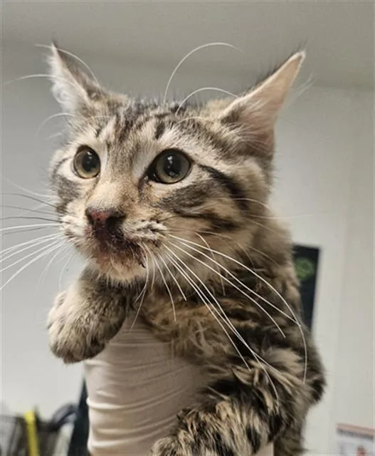 A young small-sized male Domestic Short Hair cat named Cassius for adoption in Bakersfield, CA