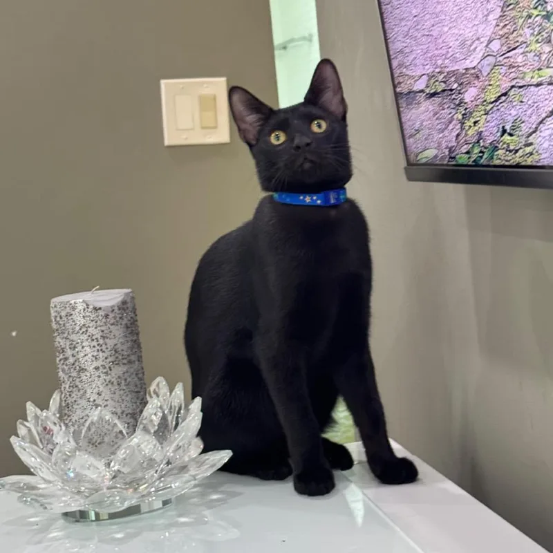 A young medium-sized male Black Domestic Short Hair cat named Jade for adoption in Boston, MA