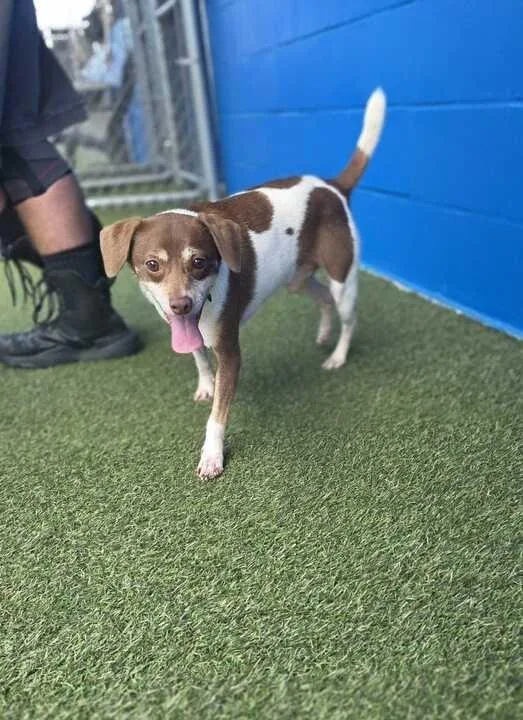 A senior small-sized male Chihuahua dog named Drew for adoption in New Orleans, LA