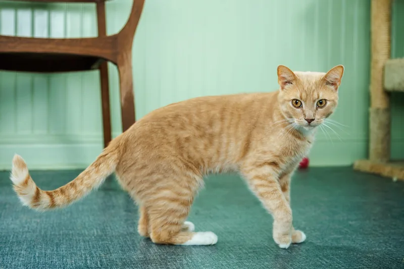 An adult large-sized male Cream Point Domestic Short Hair cat named Pretty Boy for adoption in Chester Springs, PA