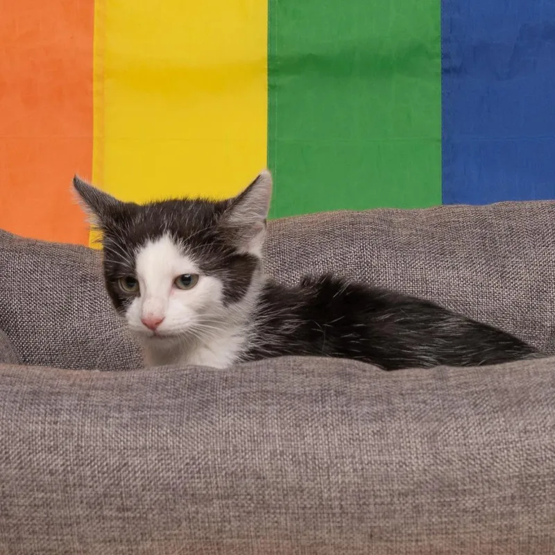 A baby small-sized female Black & White / Tuxedo Domestic Short Hair cat named Rose for adoption in Wilmington, DE