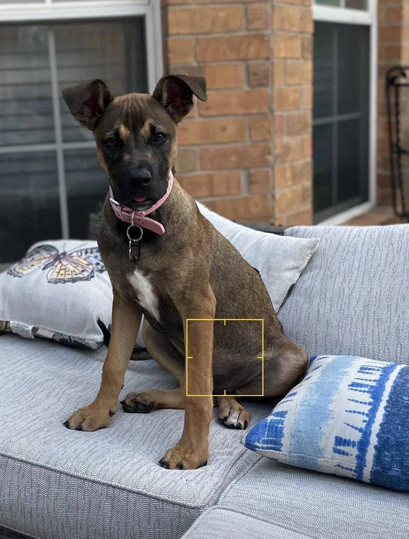 A baby medium-sized female Tricolor (Brown, Black, & White) German Shepherd Dog dog named Moxie for adoption in Murphy, TX