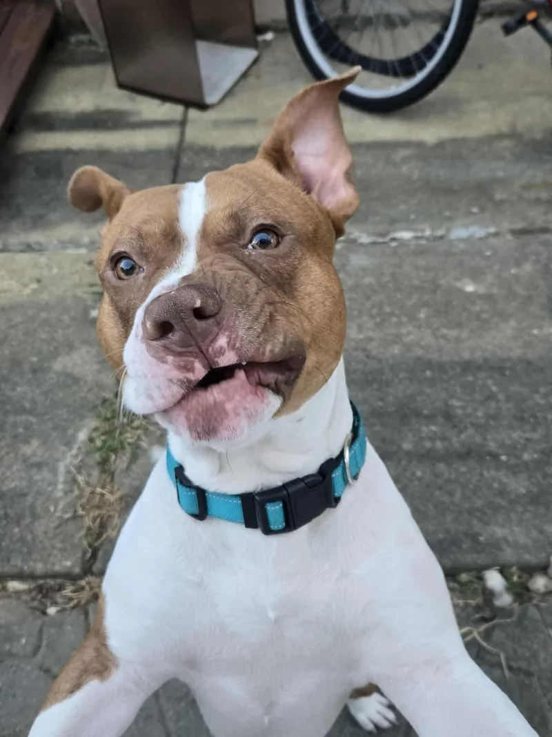 Urgent Rocky thumbnail 4