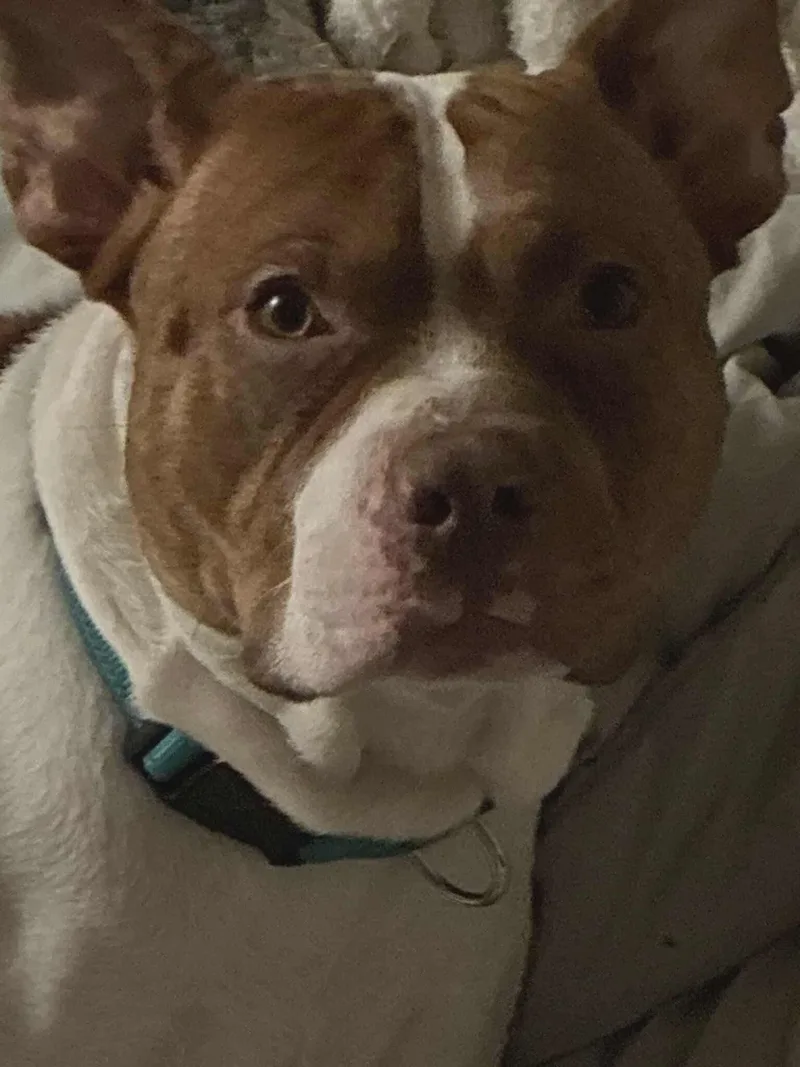 Urgent Rocky thumbnail 5