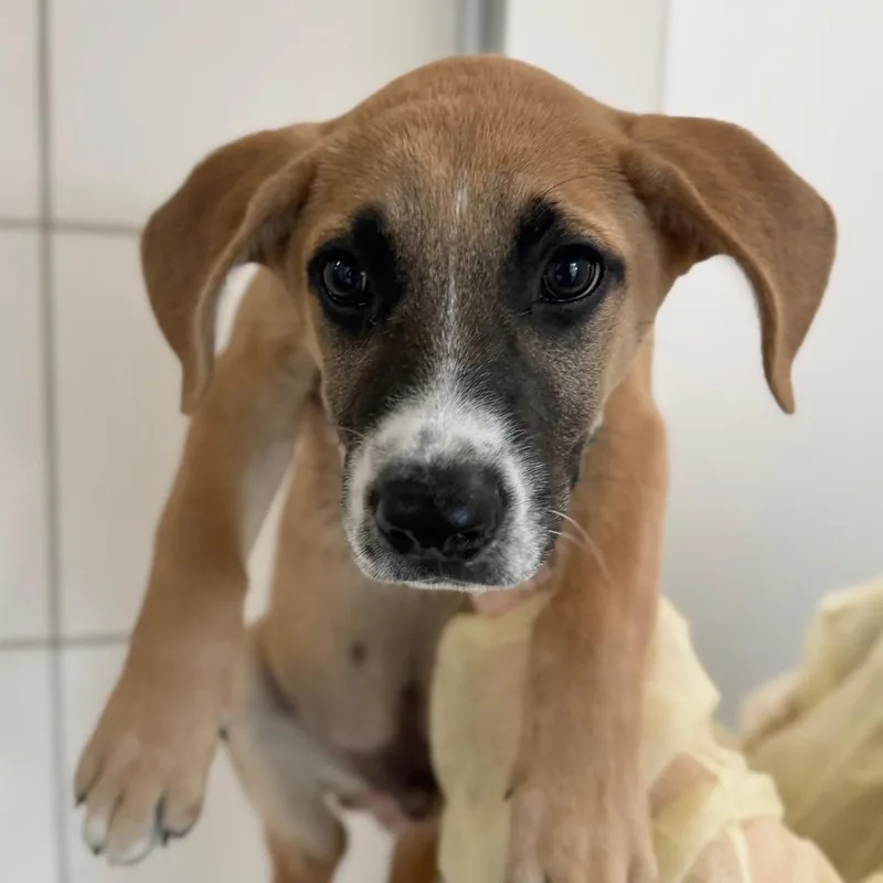 A baby small-sized male Mixed Breed dog named Portrait for adoption in Middletown, RI