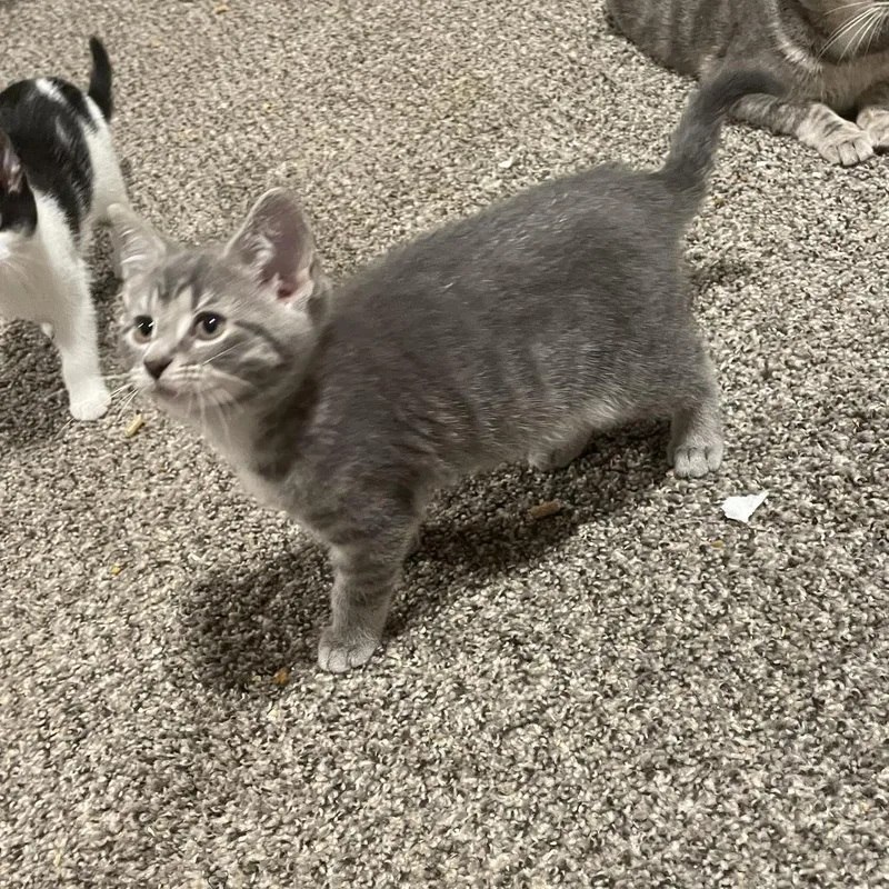 A baby small-sized male Gray / Blue / Silver Domestic Short Hair cat named Sender for adoption in Granville, OH