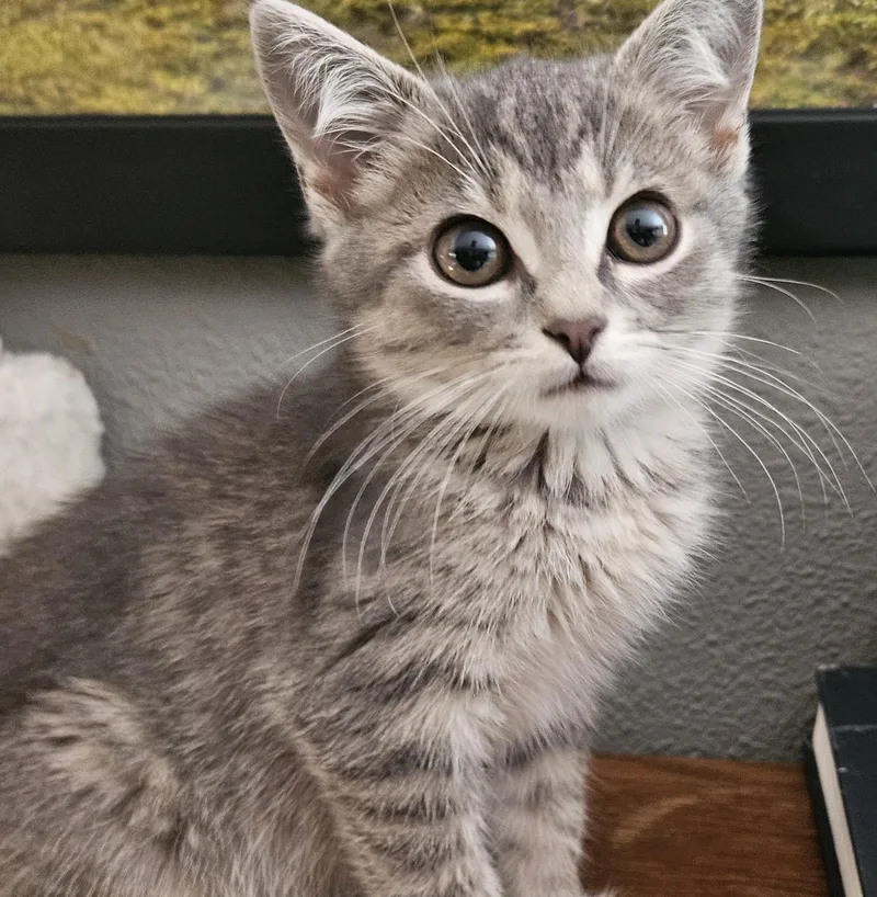 A young medium-sized female Blue Cream Domestic Short Hair cat named Joy for adoption in Washburn, WI