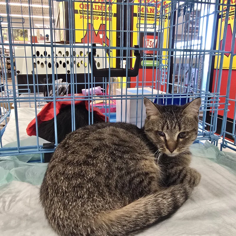 A young small-sized female Domestic Short Hair cat named Rainy Raindrop for adoption in Perth Amboy , NJ