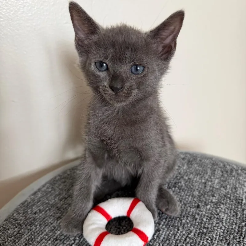 A baby small-sized male Brown / Chocolate Domestic Short Hair cat named Tater Tot for adoption in Middle Village, NY