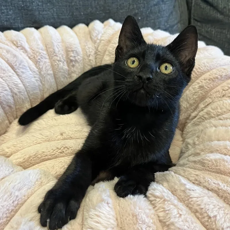 A baby small-sized male Black Domestic Short Hair cat named Mr. Worldwide for adoption in Costa Mesa, CA