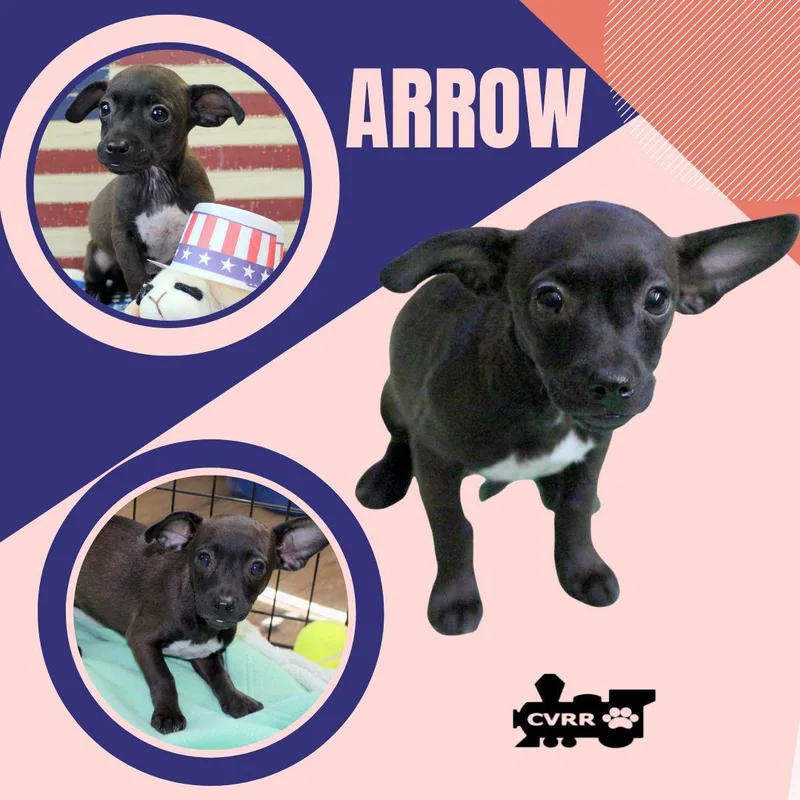 Arrow