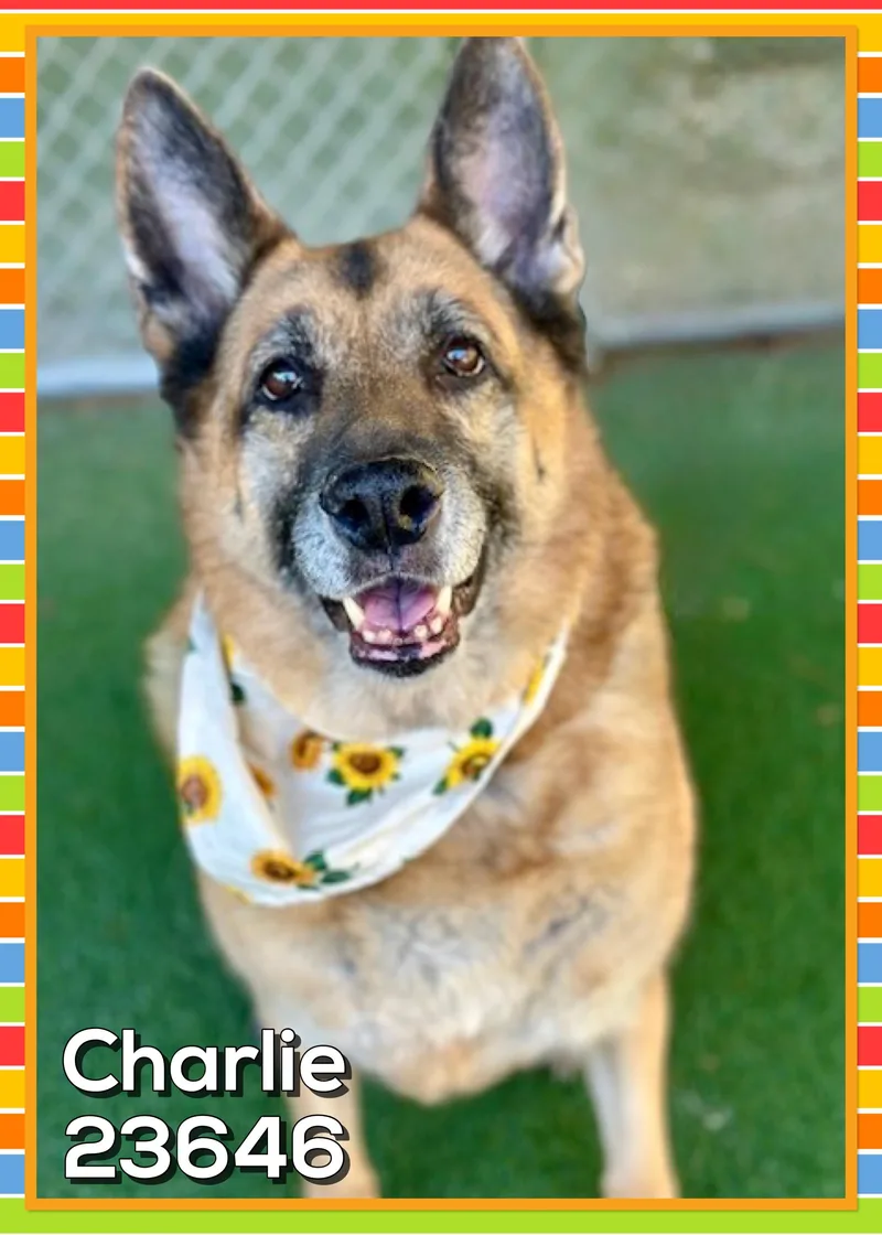 Charlie thumbnail 2