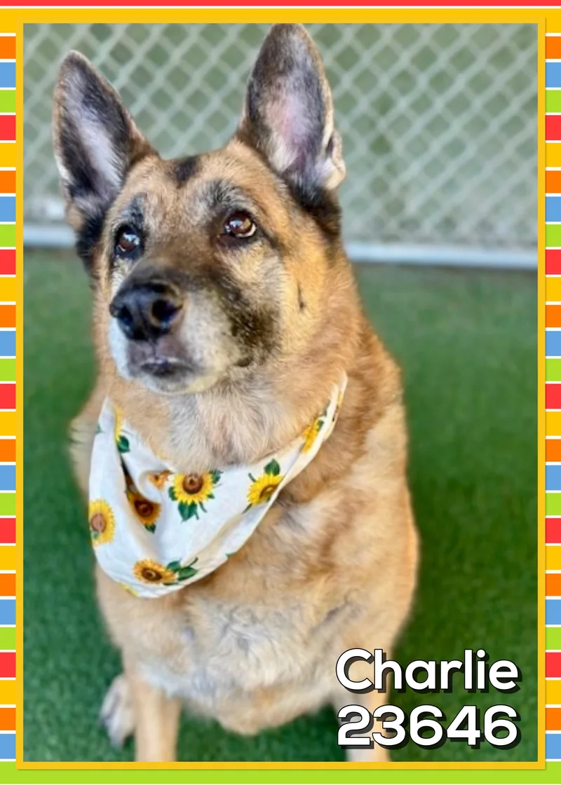 Charlie thumbnail 5